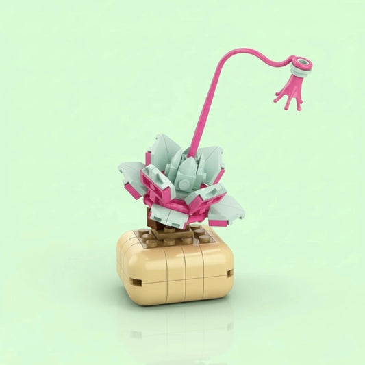 Echeveria lilacina Building Block (1Pc) on the blue background.