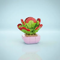 Kalanchoe Thyrsifolia Building Block (1Pc) on the blue background.