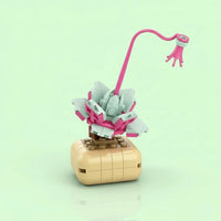 Echeveria lilacina Building Block (1Pc) on the blue background.