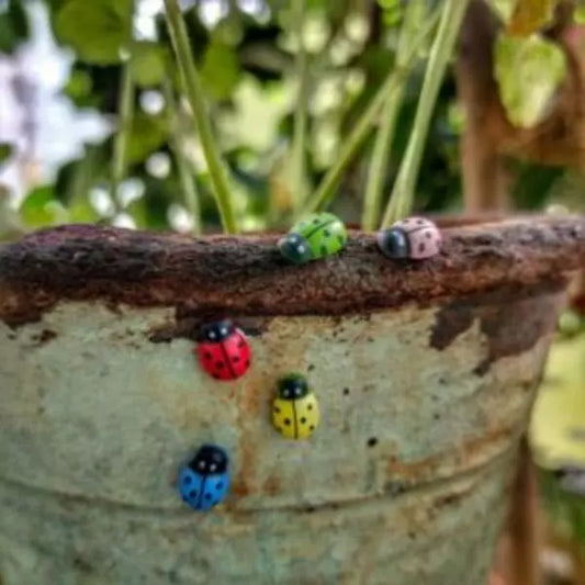Ladybug