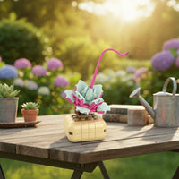 Echeveria lilacina Building Block (1Pc) on the table in the garden.